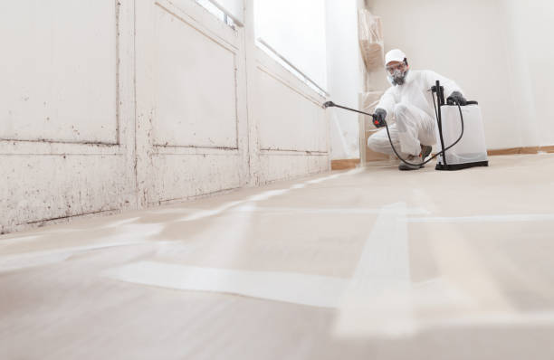 24/7 Emergency Basement Mold Removal experts in Mineral Point, PA