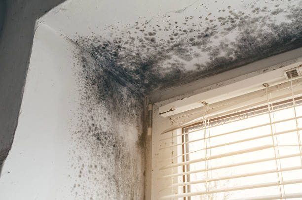 Affordable Basement Mold Removal solutions in Mineral Point, PA